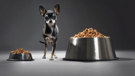 Nourriture pour un terrier: que sont-ils et comment choisir?