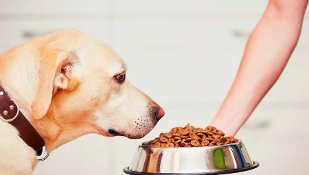 Nourriture pour chiens de classe holistique: composition, types et critères de sélection