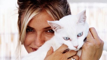 Les chats et leurs propriétaires: les chats aiment-ils leurs propriétaires et peuvent-ils les oublier?