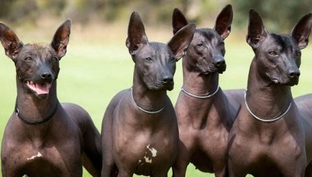 Xoloitzcuintle: espèce de race, comment la contenir?