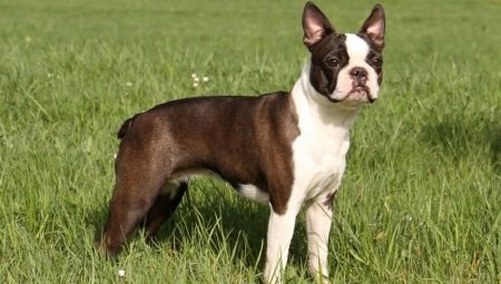 Couper les oreilles et la queue chez les chiens: le but, les avantages et les inconvénients