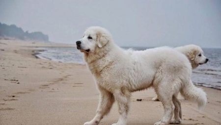 Kuvasz: a kutya tenyésztése, temperamentuma, gondozása