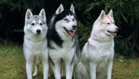 Aime: tout ce que vous devez savoir sur les chiens