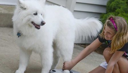 Chien lave pour les chiens: quels sont les types et comment les utiliser?