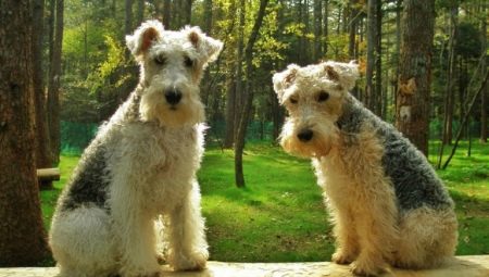 Lakeland Terrier: fajta leírás és tenyésztés