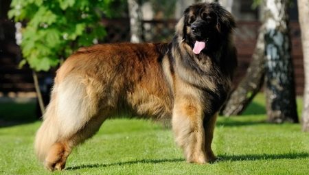 Leonberger: koirien rotuominaisuudet ja säännöt
