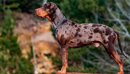 Chien Catahula Léopard: description, avantages et inconvénients, tempérament, règles de soin