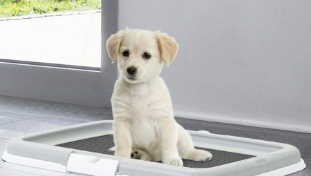 Bandejas para cães: o que são, como escolher e cuidar?