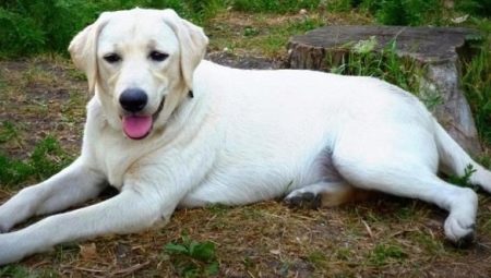 Melhores apelidos Labrador