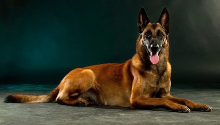 Malinois: description de la race, nature et culture
