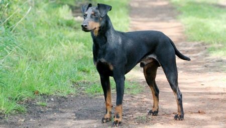 Manchester Terrier: leírás, etetés és gondozás