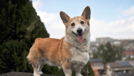Metisy corgi: kuvaus ja sisältö