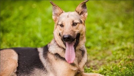 Chiens de berger métis: caractéristiques, types et conseils pour choisir