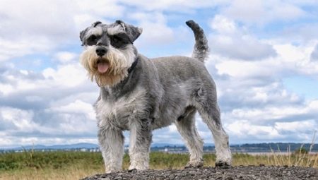 Schnauzer: a fajta és a tartalom árnyalatai leírása