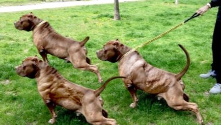 Chiens gonflés: caractéristiques et revue des races