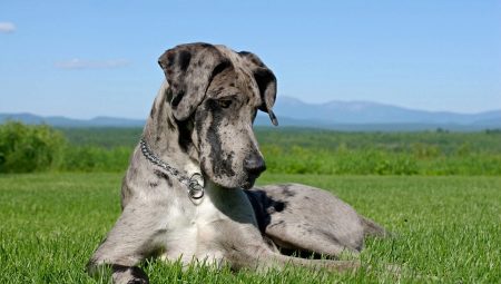 Great Danes: caractéristiques de race et soins pour chiens