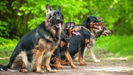 Races de chiens allemands