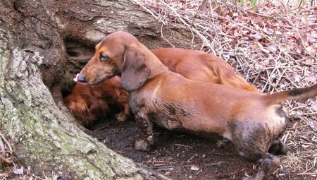 Norny dogs: description des races, en particulier du contenu et de l'éducation