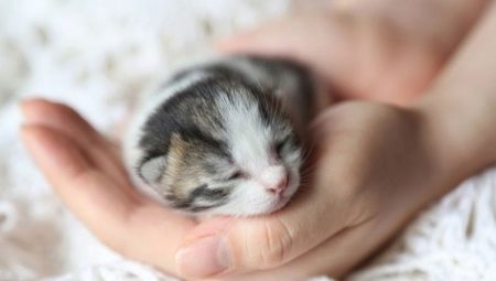Chatons nouveau-nés: développement et règles de soin