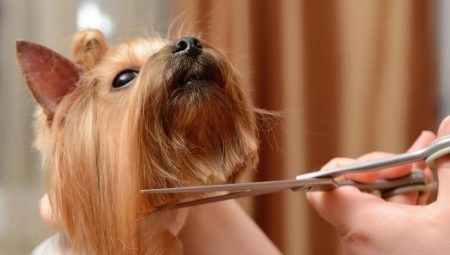 Anjing grooming gunting: jenis, keperluan dan tips untuk memilih