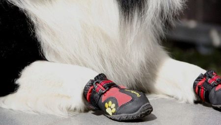 Chaussures pour chiens: types et recommandations de sélection