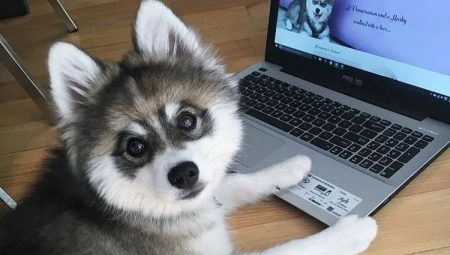 Vue d'ensemble des nouvelles races de chiens