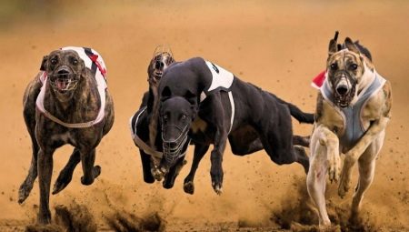 Examen des chiens les plus rapides du monde