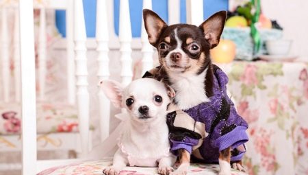 Description des races de chiens qui ne sentent pas le chien