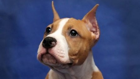 Caractéristiques des ventouses dans le Staffordshire Terrier