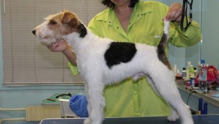 Caractéristiques de la coupe fox terrier