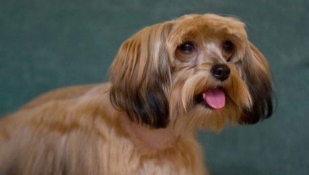 Orchidées de Pétersbourg: caractéristiques de la race de chien, le tempérament et les soins
