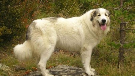 Chien de Montagne des Pyrénées: Caractérisation et Culture