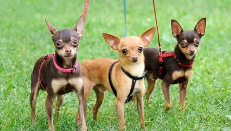 Avantages et inconvénients de la race terrier