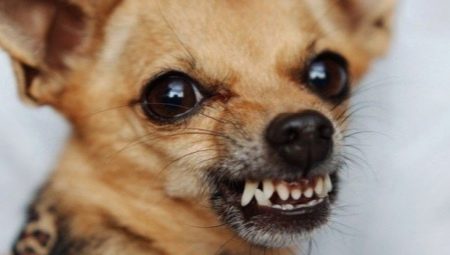 Pourquoi les chiens grognent-ils et que faire avec?