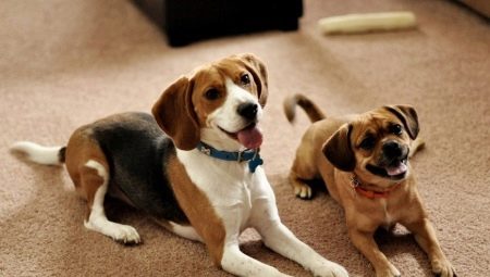 Races des chiens les moins prétentieux et les règles de leur choix