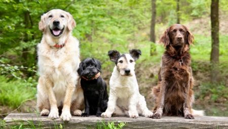 Races de chien: Description et sélection