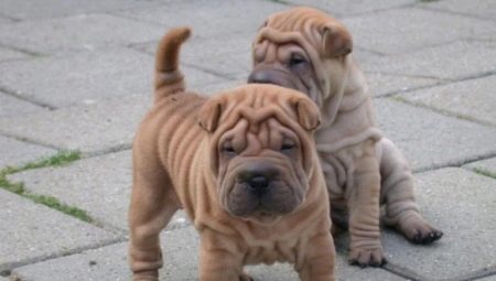 Races de chien avec des plis