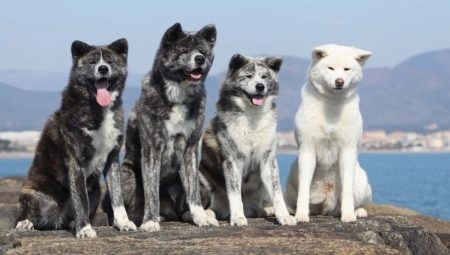 Races de chiens japonais