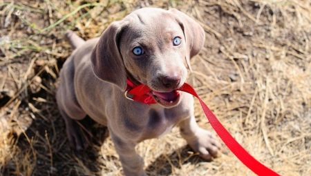 Les habitudes des chiens et leur signification
