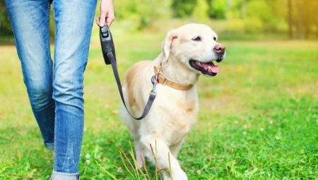 Laisses pour chiens: quels sont et comment choisir?