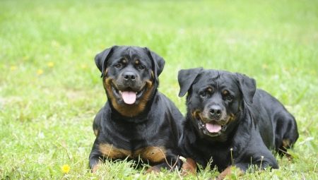 Rottweiler szabályok