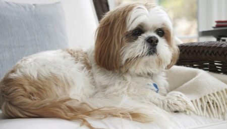 Règles de contenu Shih Tzu