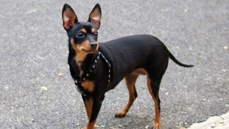 Prague Ratter: Tout ce que vous devez savoir sur la race de chien