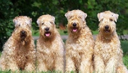 Búza terrier: fajta leírása és tartalma