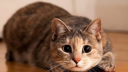 Psychologie du chat: informations utiles sur le comportement