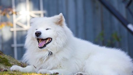 Fluffy Dogs: Rodun yleiskatsaus