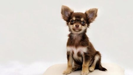 Une variété de surnoms pour les petits chiens