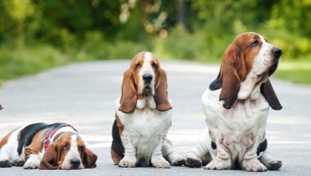 Une variété de races de chien avec de longues oreilles