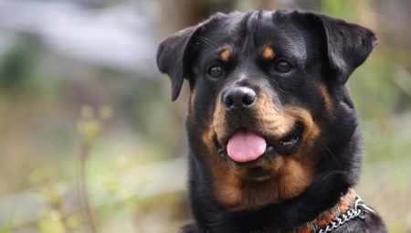 Rottweiler: caractéristiques de la race et règles de contenu