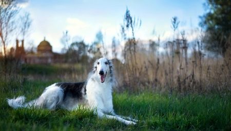 Orosz borzoi: jellemzők, temperamentum, ápolási alapok